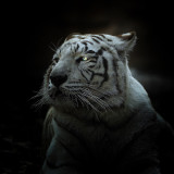 White Tiger Painting Art