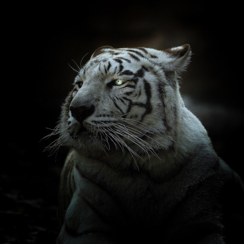 White Tiger Painting Art