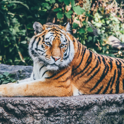 Bengal Tiger Blanket