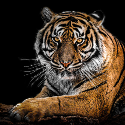 Cool Tiger Painting Art