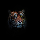 Tiger Head T-Shirt