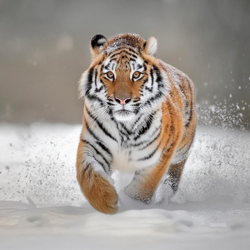 Running Tiger Painting Art