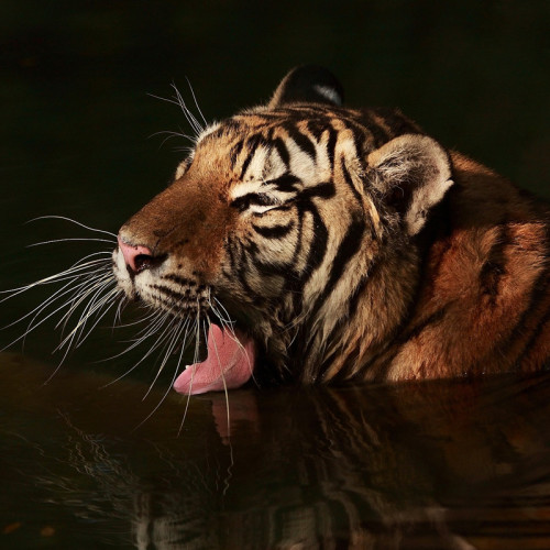 Animal Tiger Blanket