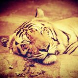 Sleeping Tiger Painting Art