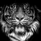 Tiger Face T-Shirt