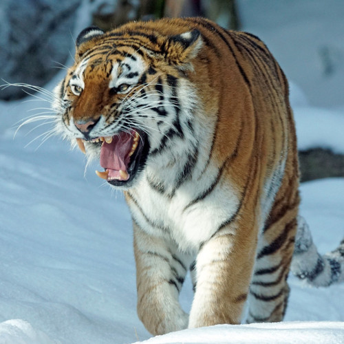 Tiger Print Blanket