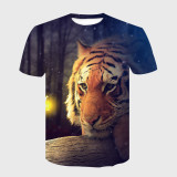 Bored Tiger In Light T-Shirt