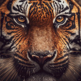 Tiger Face Painting Art