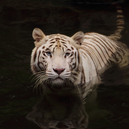 White Tiger Painting Art