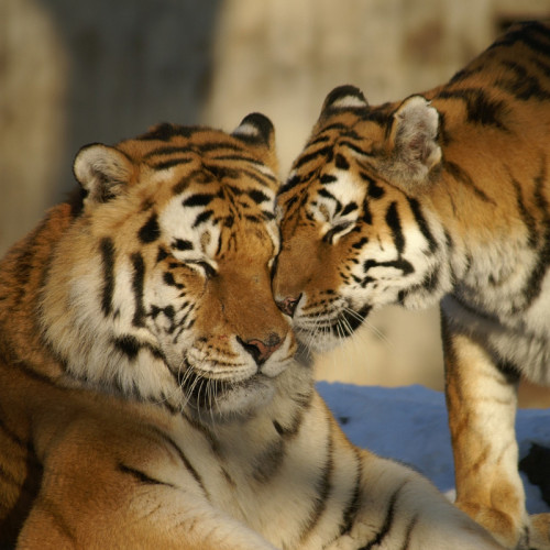 Tiger Couples Blanket