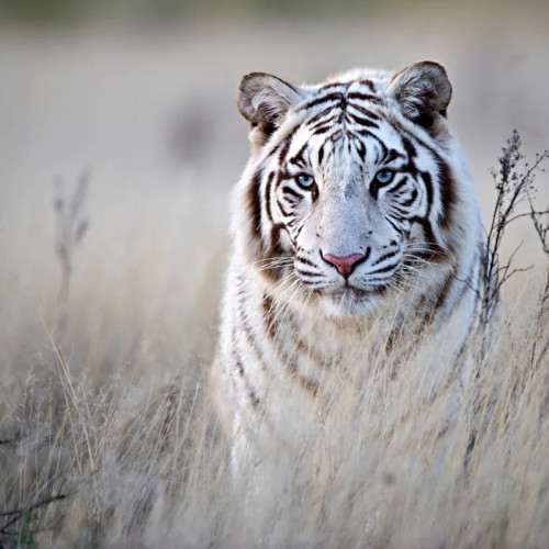 White Tiger Blanket