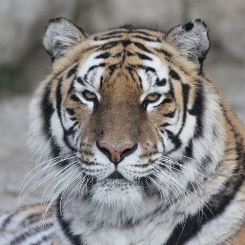 Tiger Face Painting Art