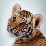 Tiger Cub Painting Art