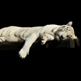 Sleeping White Tiger Blanket