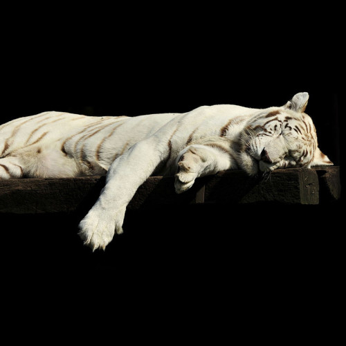 Sleeping White Tiger Painting Art