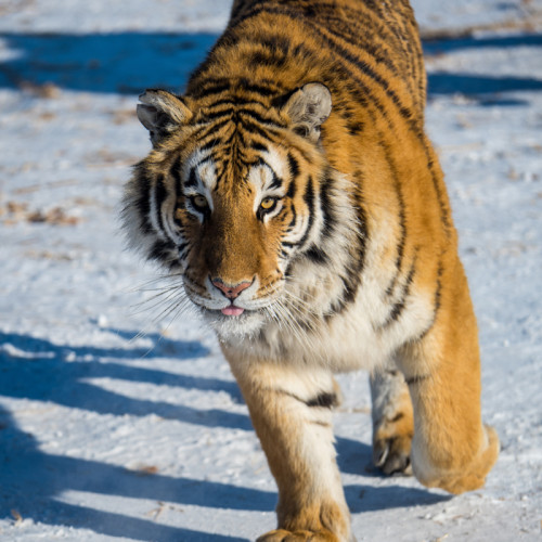 Tiger Print Painting Art