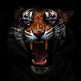 Angry Tiger T-Shirt