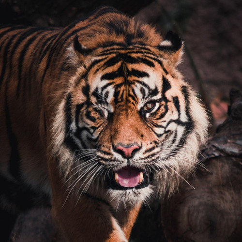 Funny Tiger Blanket