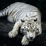 White Tiger Painting Art