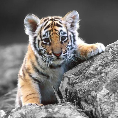 Baby Tiger Blanket