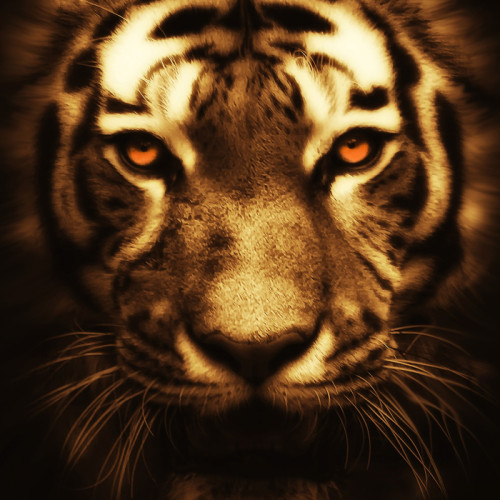 Tiger Portrait Painting Art