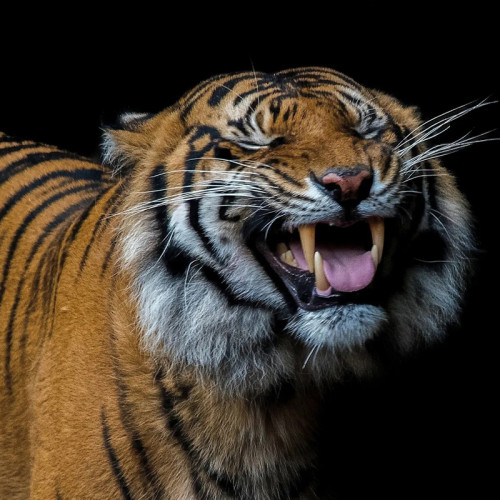 Happy Tiger Blanket