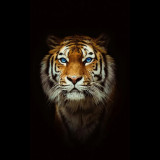 Majestic Tiger Painting Art