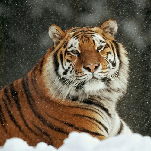 Siberian Tiger Painting Art