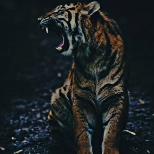 Growling Tiger Painting Art