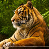 Sitting Bengal Tiger Hoodie
