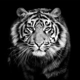 Black White Tiger Painting Art