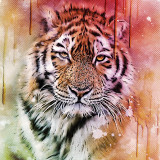 Tiger Portrait Hoodie