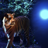 Night Tiger Painting Art