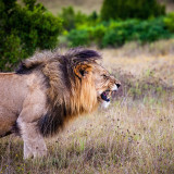 Lion Roar Blanket