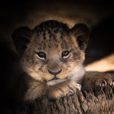 Lion Cub Painting Art