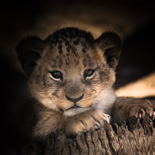 Lion Cub Blanket