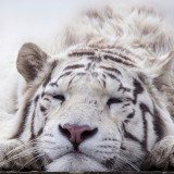 White Tiger Blanket