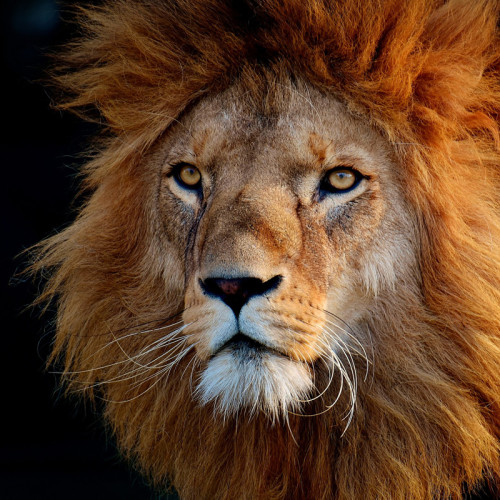 Lion Face Blanket