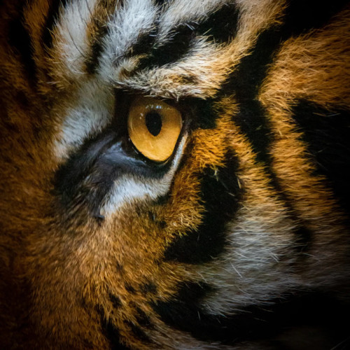 Tiger Eye Painting Art