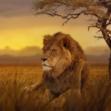 African Lion Painting Art