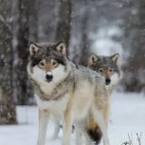 Grey Wolf T-Shirt