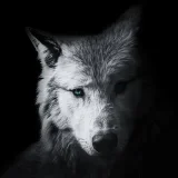 Wolf T-Shirt