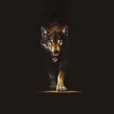 Fierce Wolf T-Shirt