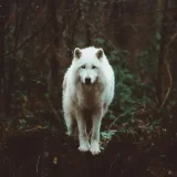 Cute White Wolf T-Shirt