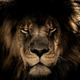 Lion Face Hoodie