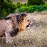 Lion Roar Hoodie