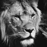 Africa Lion Hoodie
