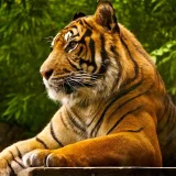 Sitting Bengal Tiger Hoodie