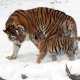 Mother And Baby Tiger Hoodie