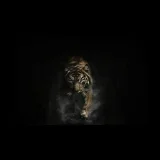 Running Tiger Hoodie